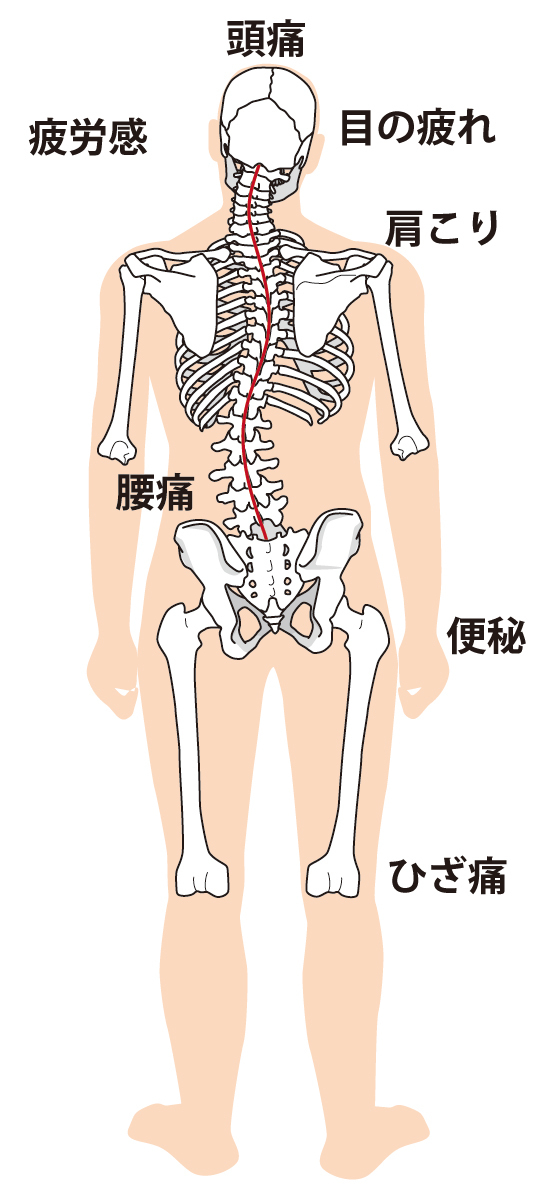 仙骨後頭骨テクニックの解剖学と生理学 カイロプラクティック 